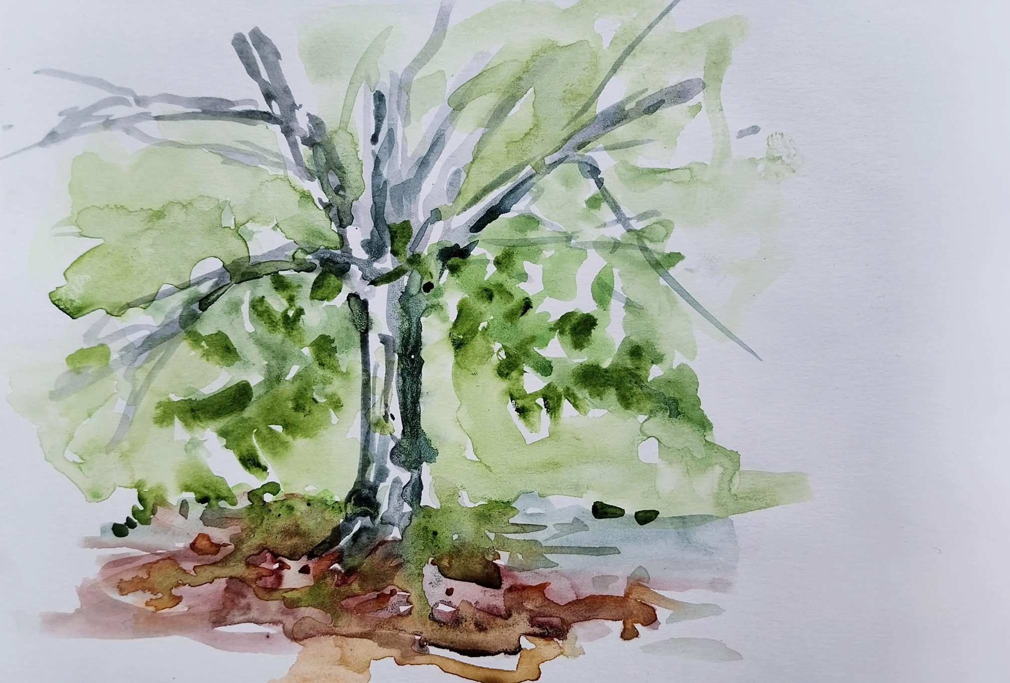 ..//IMG/jpg/aquarelles/aquarelle_293_Cevennes_Rousselonge_paysage_arbre_vert_2024.jpg